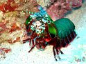 squille (odontodactylus scyllaris)